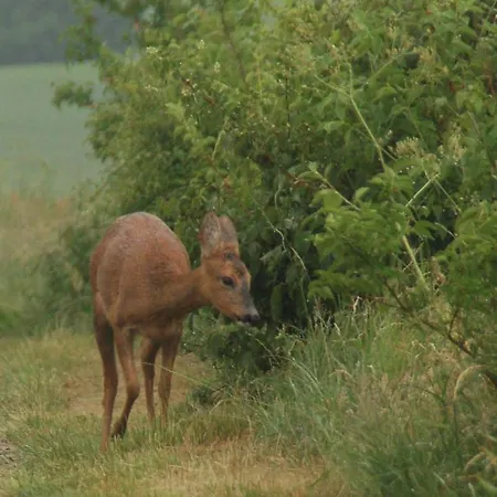 Engbjerg Bed & Breakfast