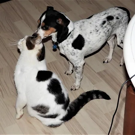 Engbjerg Bed & Breakfast *